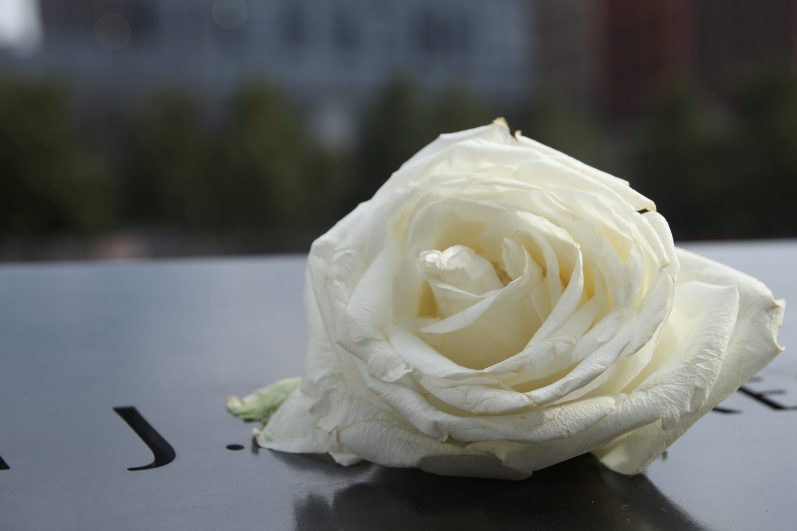 Rose on Ground Zero Memorial