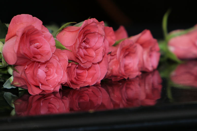 Rose on the piano