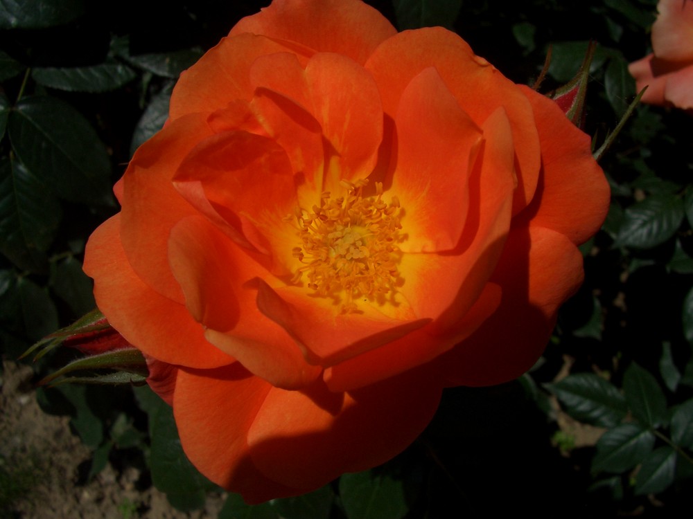 Rose orange.