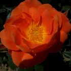 Rose orange.