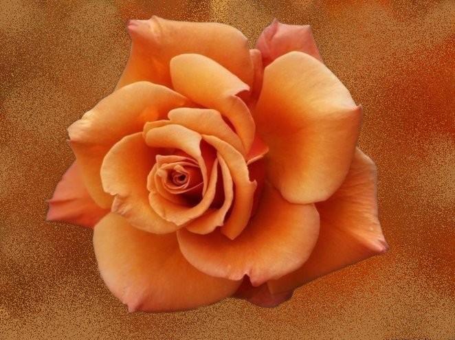 ROSE orange