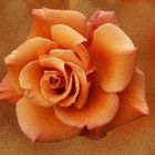 ROSE orange