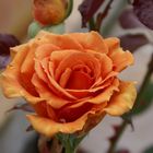 Rose orange