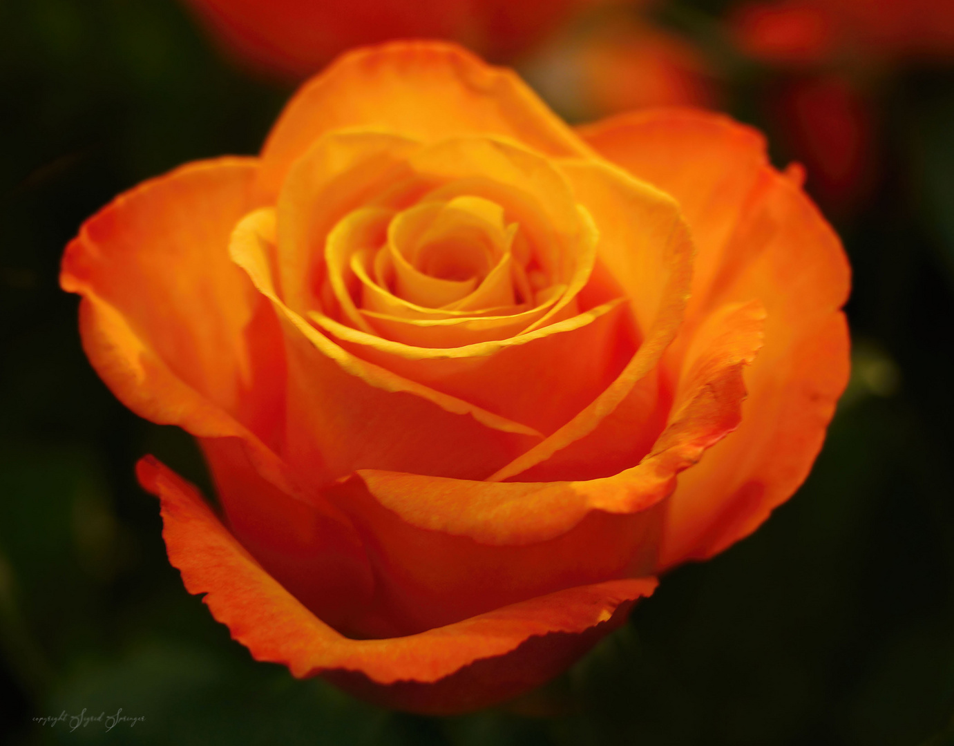 rose orange