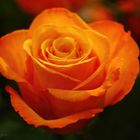 rose orange