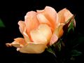 Rose Orange..... von Luci 11 