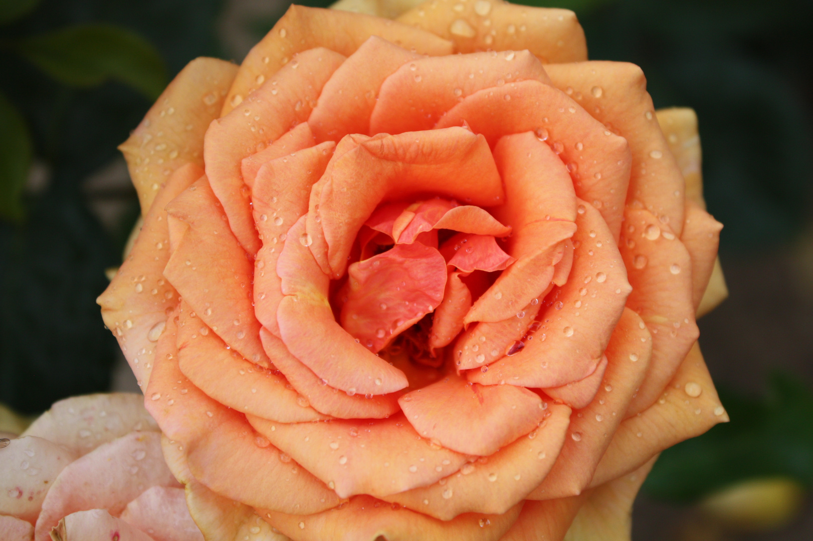 Rose Orange