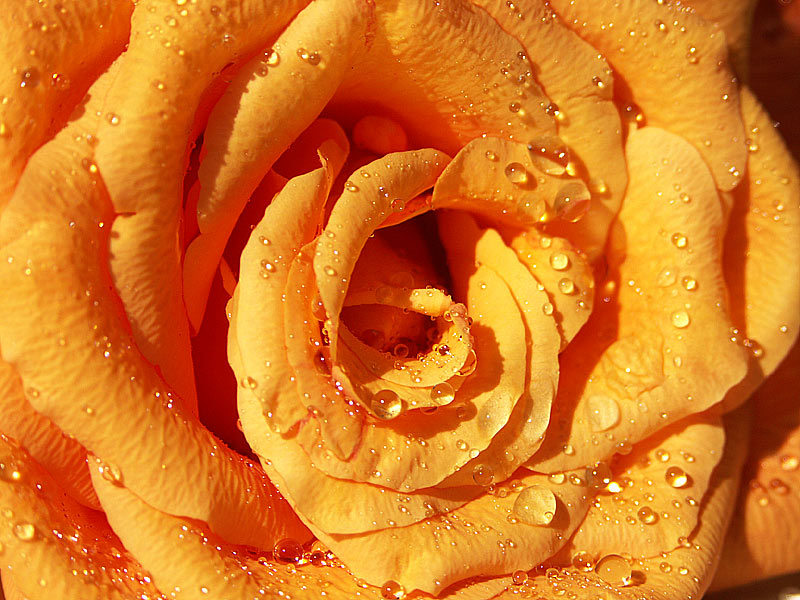 rose orange