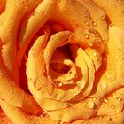 rose orange