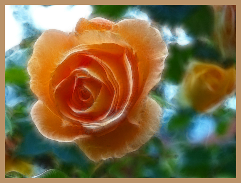 Rose orange