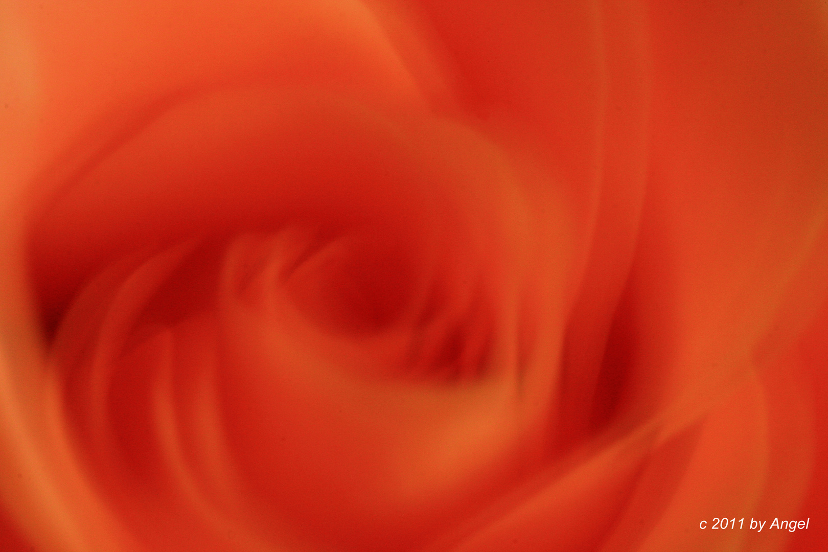 Rose orange...