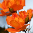 Rose-Orange