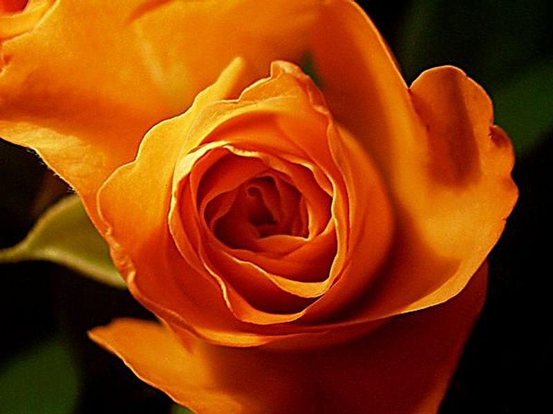 Rose orange