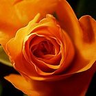 Rose orange