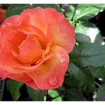 Rose orange