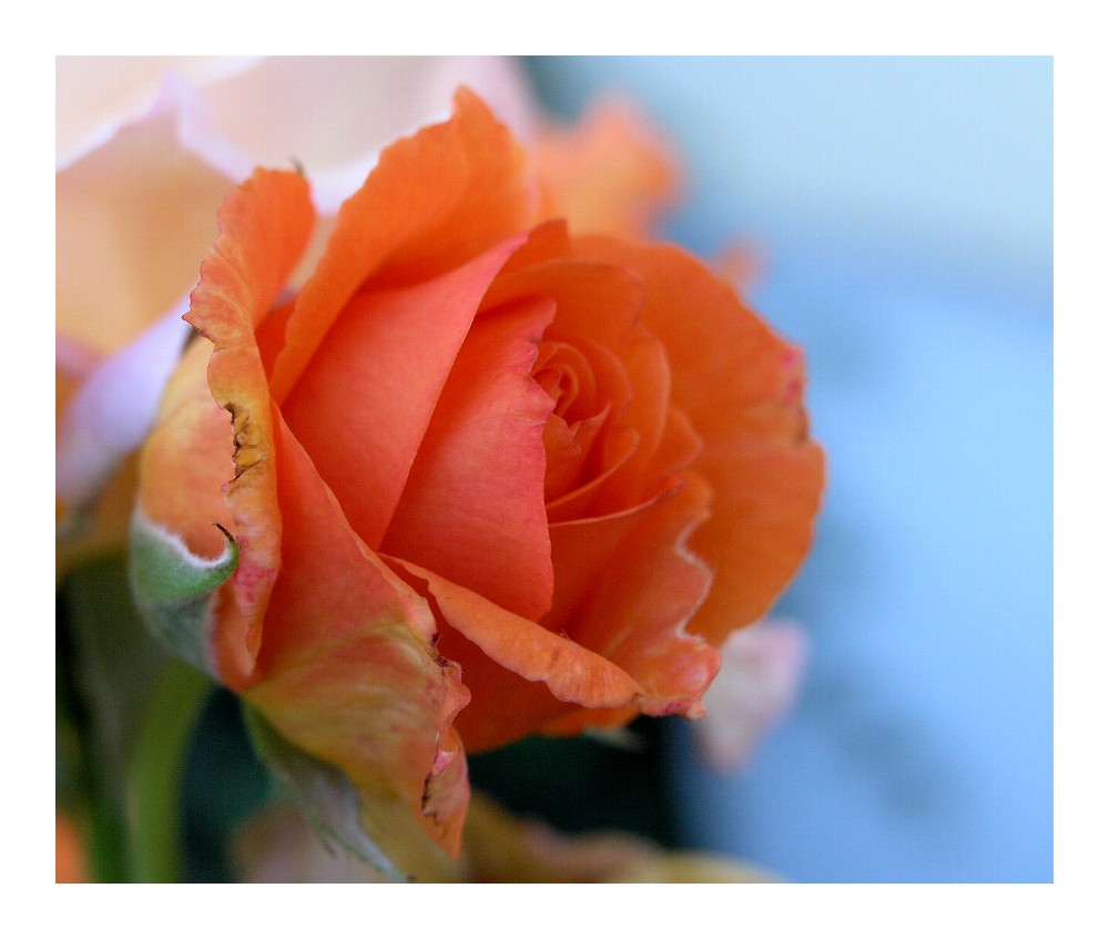 Rose "Orange"