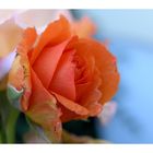 Rose "Orange"