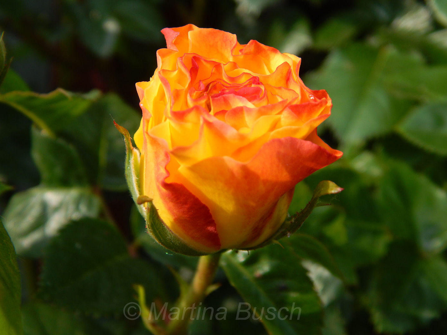 Rose orange