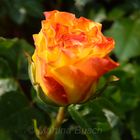 Rose orange