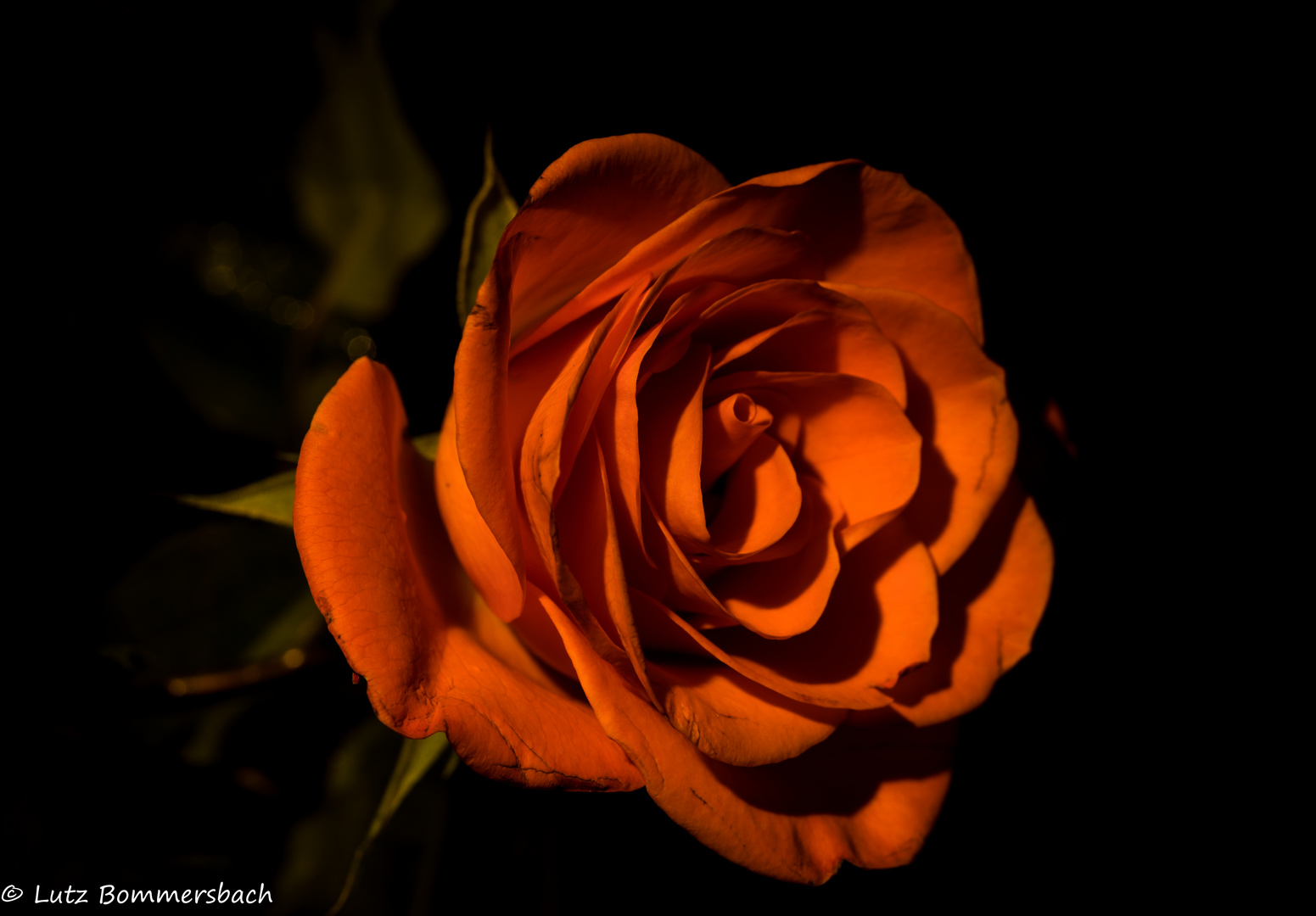 Rose Orange