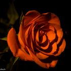 Rose Orange