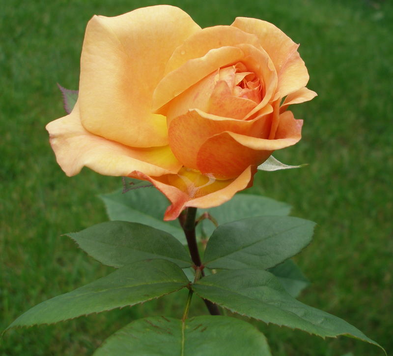 Rose Orange