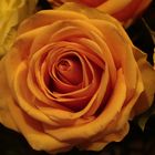 Rose orange