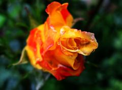 Rose, Orange-Gelb....