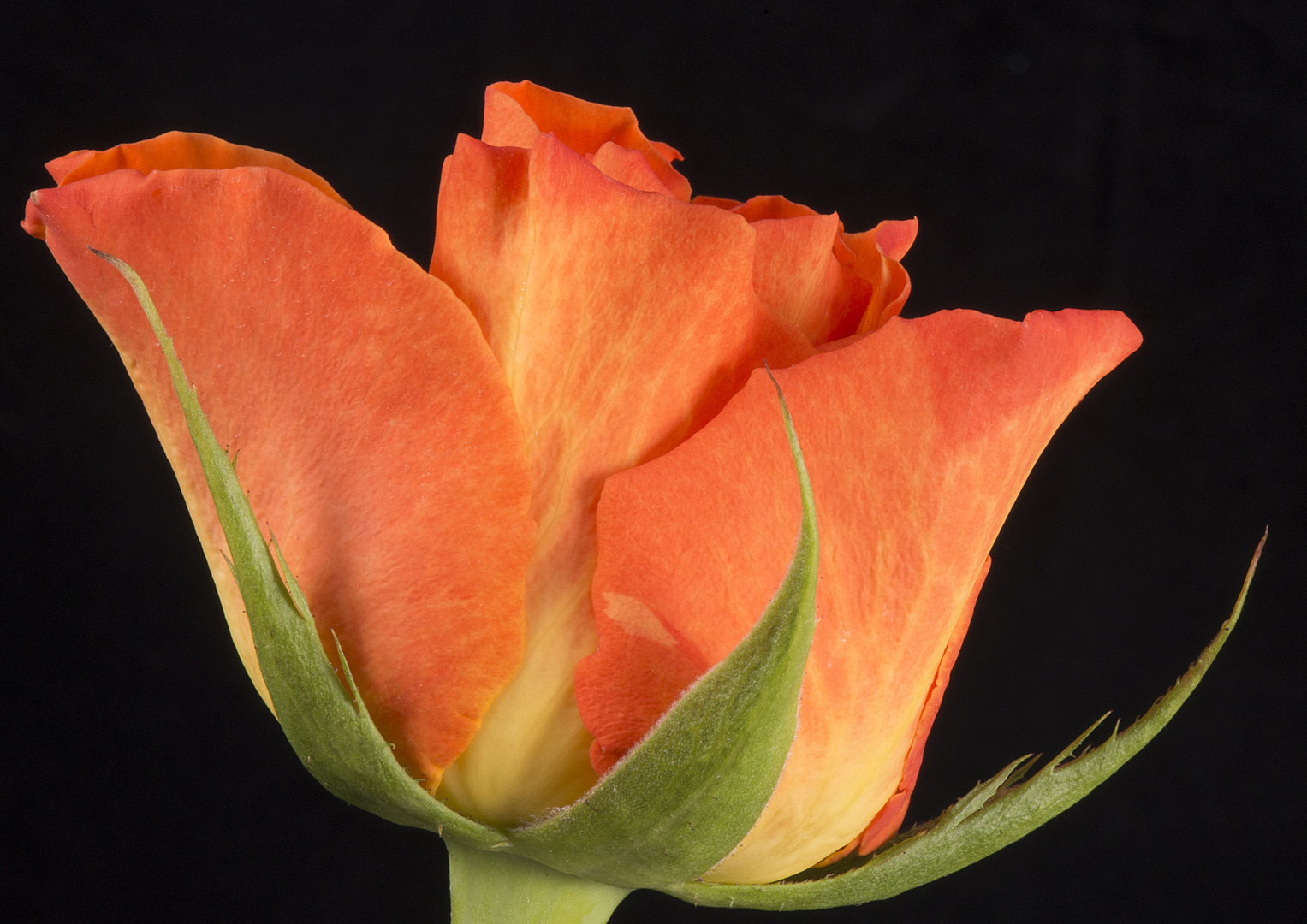 Rose orange seitlich