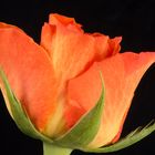 Rose orange seitlich