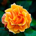 rose orangée