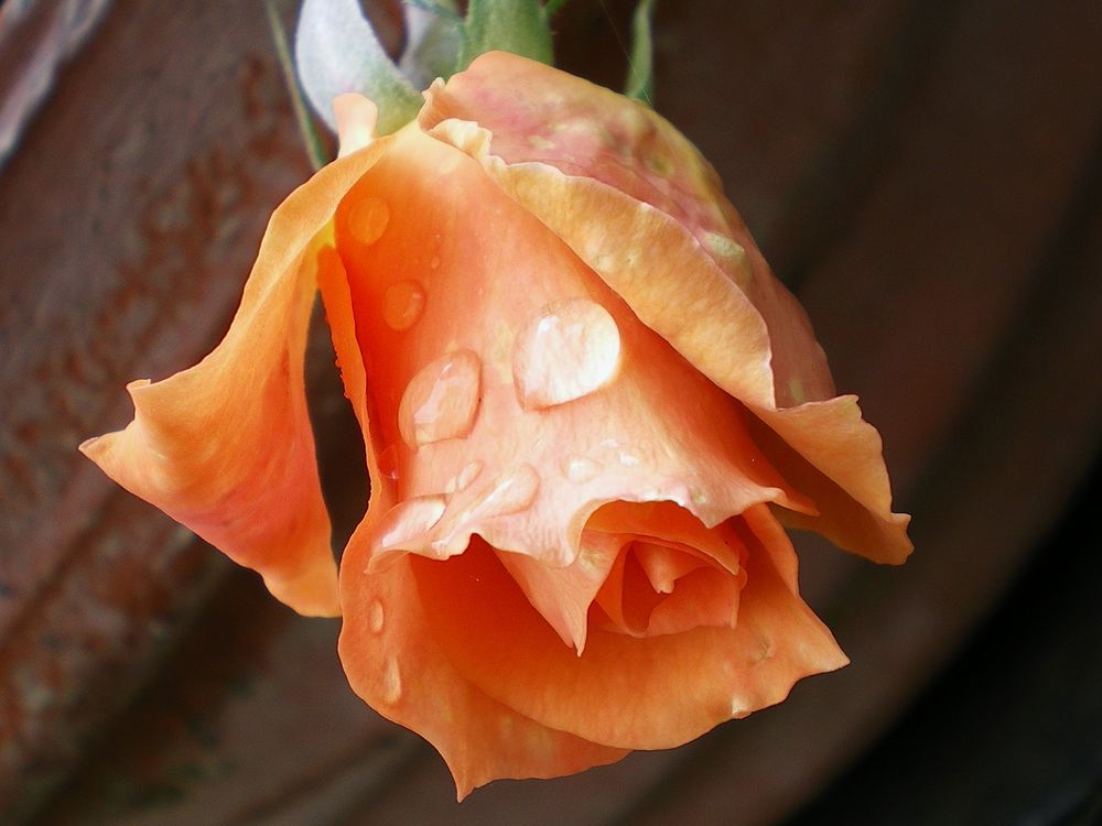 Rose orangée