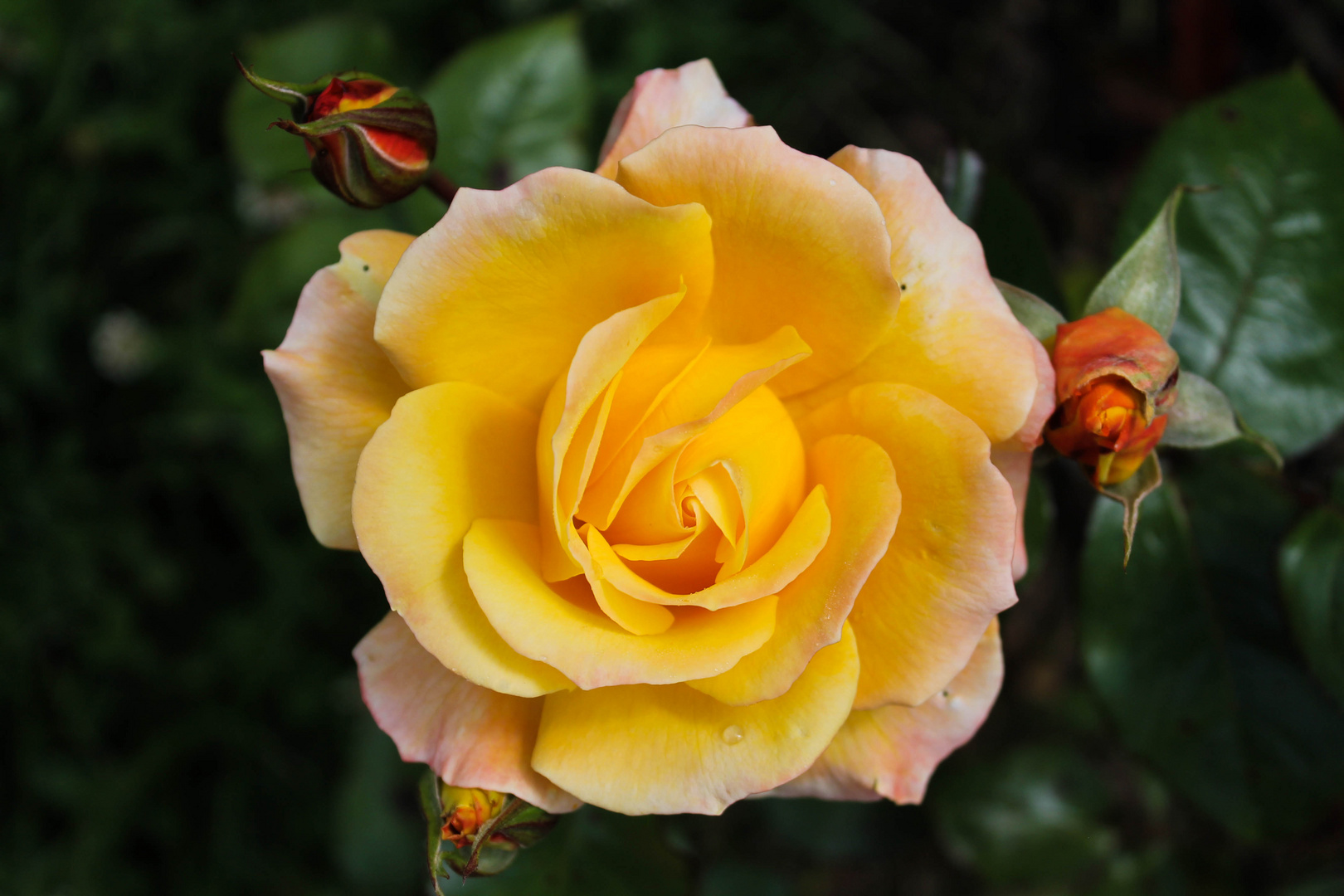 Rose orangée