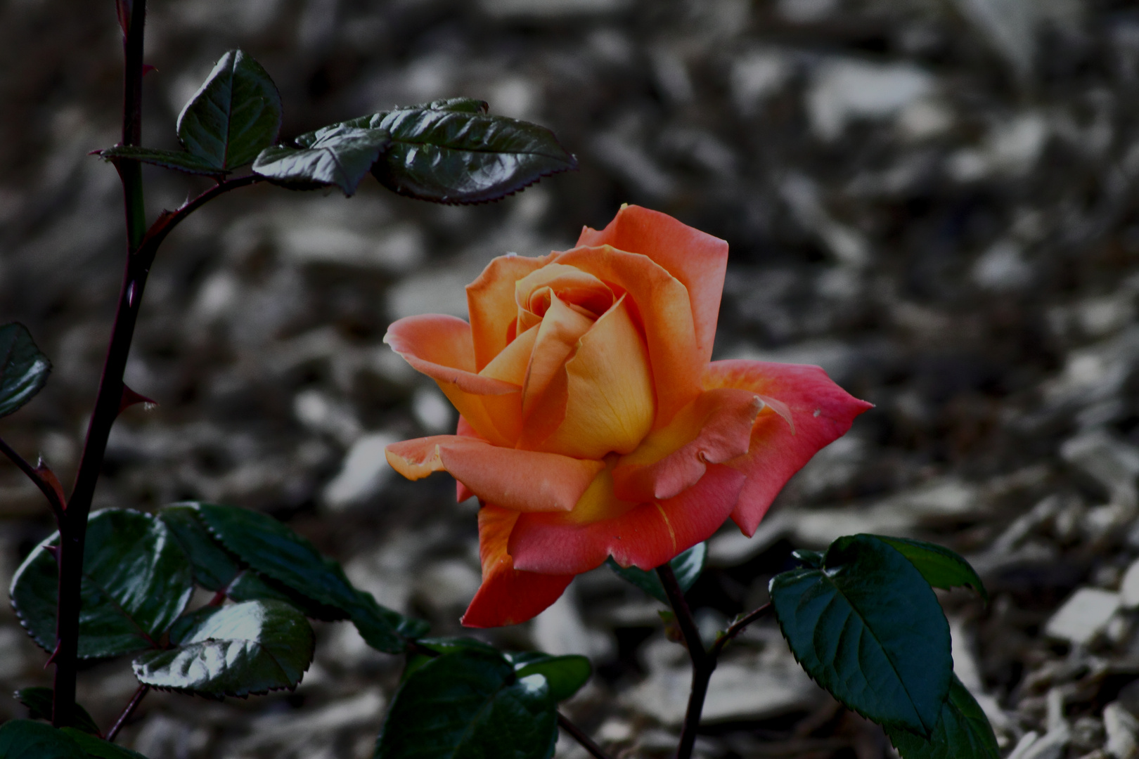 Rose orangée