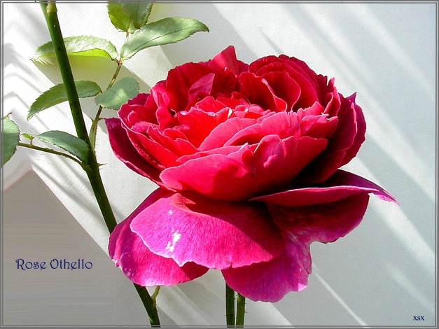 Rose Othello