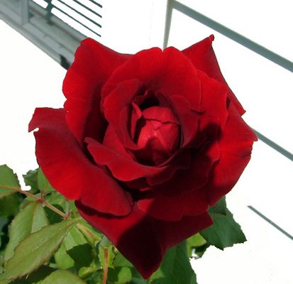 Rose outside my window