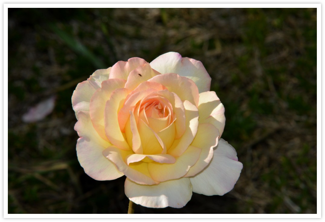 Rose Parure d`Or