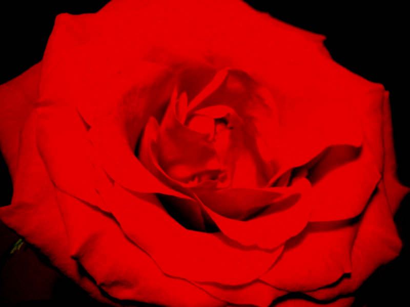 ...rose petal II...