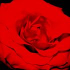 ...rose petal II...