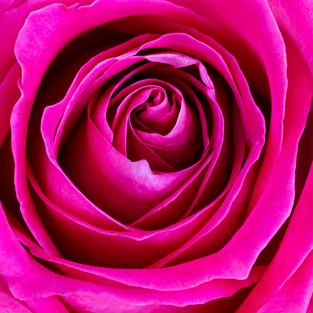 Rose-PF-WEB