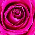 Rose-PF-WEB