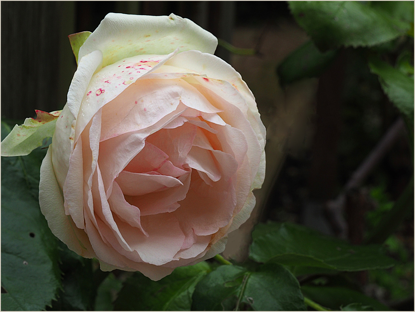 Rose Pierre de Ronsard