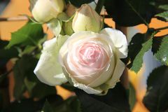 Rose "Pierre de Ronsard"