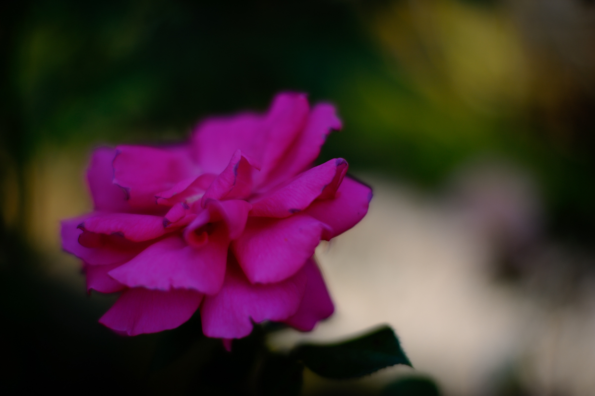 Rose Pink im Schatten