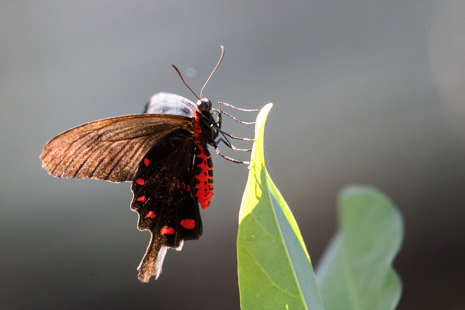 Rose Pink (Pachliopta kotzebuea)