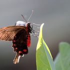 Rose Pink (Pachliopta kotzebuea)