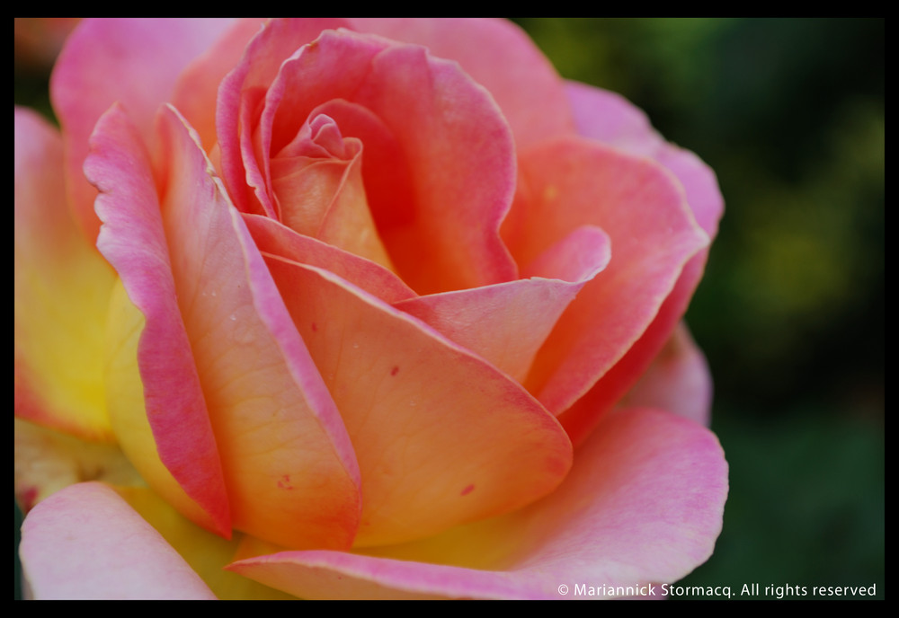 rose piquante et élégante