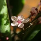 rose pâle éclairé