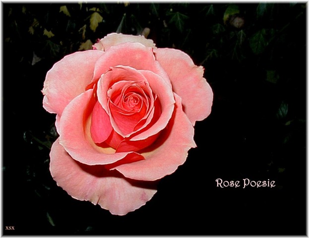 Rose Poesie