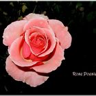 Rose Poesie